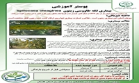 بیماری لکه طاووسی زیتون